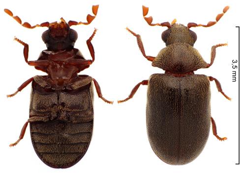 Dorcatoma punctulata